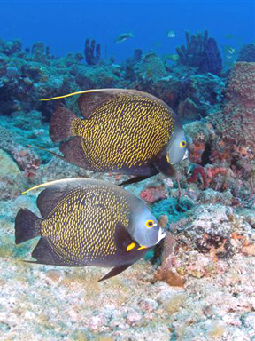 Dive With South Florida Diving Headquarters